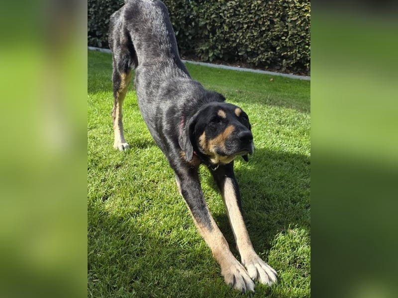 NOTFALL ♥STELLA♥ neu auf Pflegest bei Leverkusen -unglaublich menschenbezogene, zu dünne Hündin 60cm