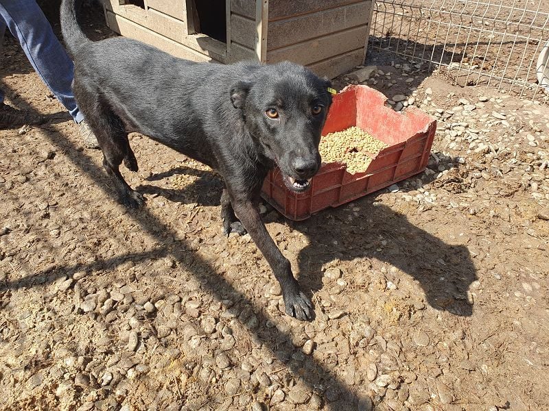 ♥MAYRA♥ verschmuste, äußerst menschenbezogene, wunderschöne zarte schwarze Hündin 53 cm