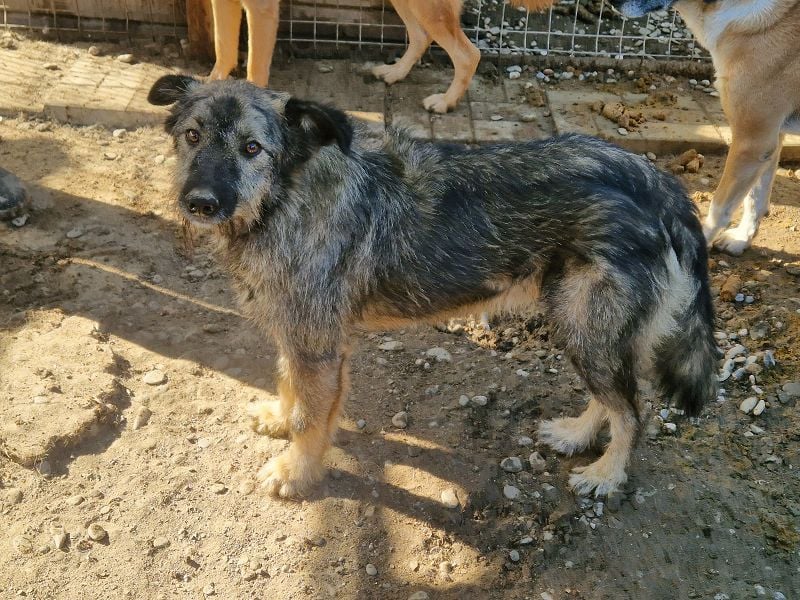 ♥VITO♥ sehr lieber, total süßer, noch etwas vorsichtiger Rüde, der sicher schnell auftaut 55 cm