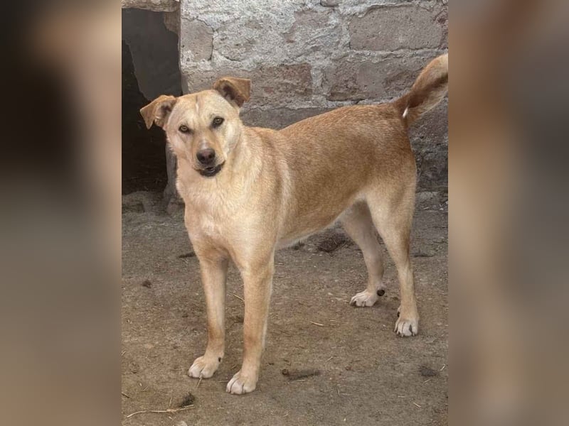 ⭐️HOPE⭐️, wurde Schlimmes angetan, Hündin, 3 Jahre, 55 cm, Mischling, Tierschutz Rumänien