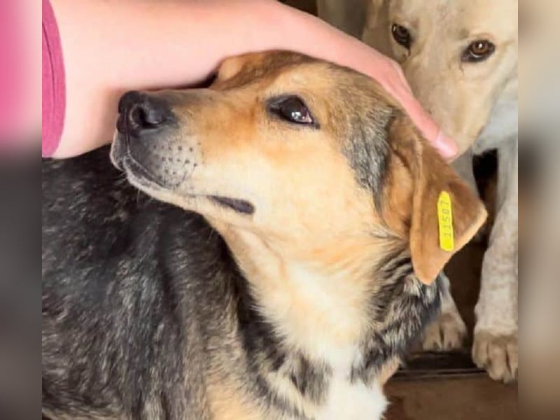 ♥STELLA♥ wunderbare, sehr liebe Seele von einer Hündin 53 cm