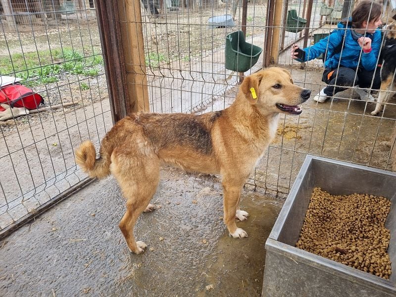 ♥LUCIA♥ süße, zarte Hündin, die vom Tierheimleben eingeschüchtert ist 54 cm