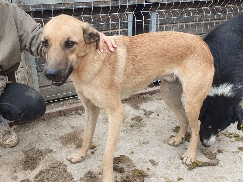 ♥MIRO♥ wunderschöner, ganz liebenswerter Schatz, der sicher schnell Vertrauen fasst 57 cm