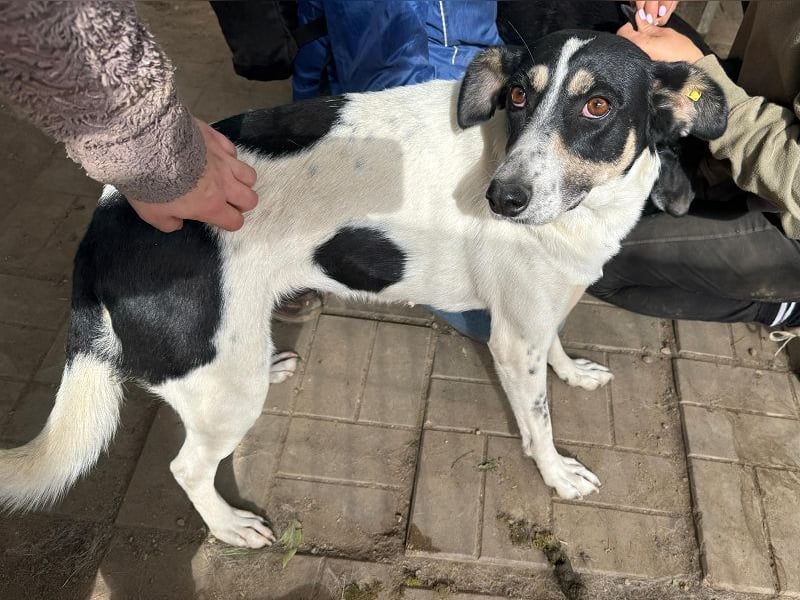 ♥AMANDA♥ süße, anhängliche, verschmuste und unkomplizierte Hündin 54 cm