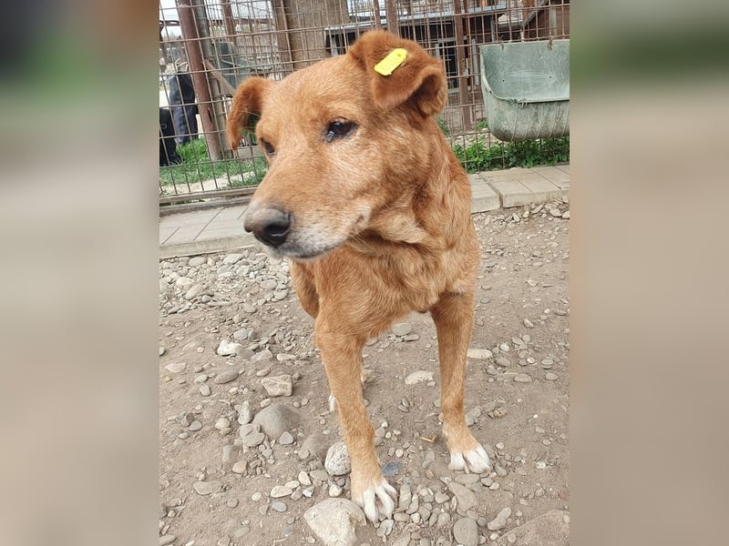 NOTFALL♥OSKAR♥ so lieber, dankbarer, ganz zutraulicher armer Tropf,der im Tierheim stark abbaut 52cm