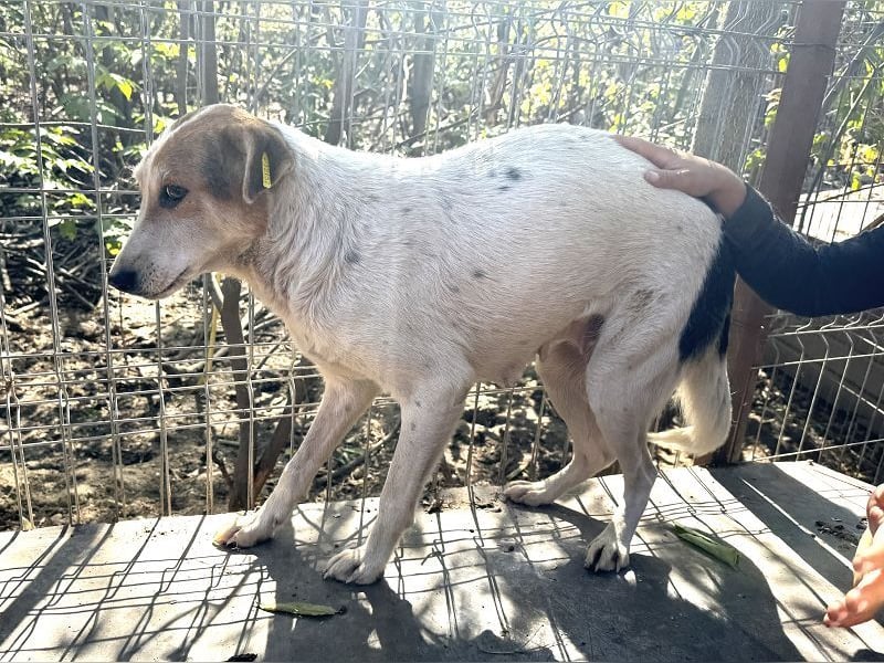 ♥NICOLA♥ hübsche, farbenfrohe,anfangs noch unsichere Hündin,die im Tierheim sehr gestresst ist 51 cm