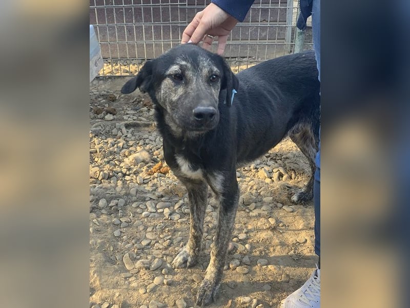 ♥SICCO♥ zu dünner, verschmuster, sehr menschenbezogener Rüde 60 cm