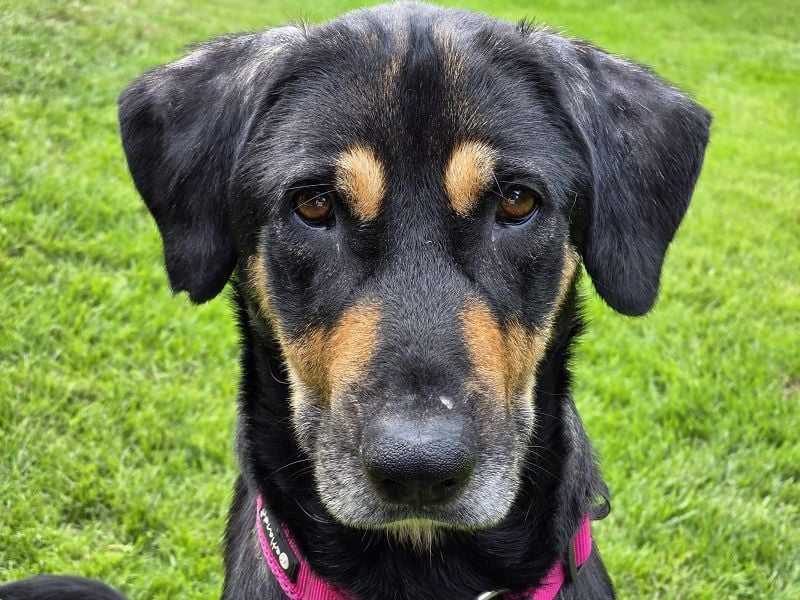 NOTFALL ♥STELLA♥ neu auf Pflegest bei Leverkusen -unglaublich menschenbezogene, zu dünne Hündin 60cm