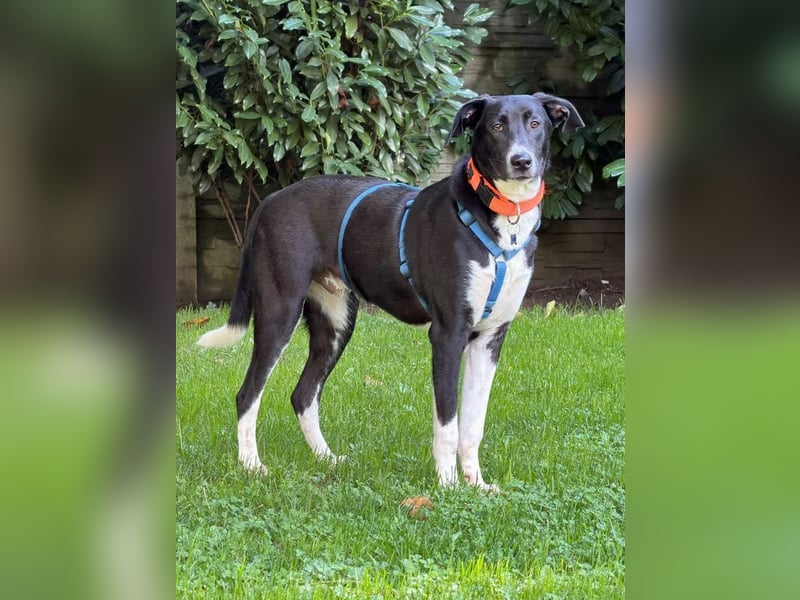 ♥ARNO♥ auf Pflegestelle bei Duisburg - bildhübscher, fröhlicher, verspielter Junior 53cm