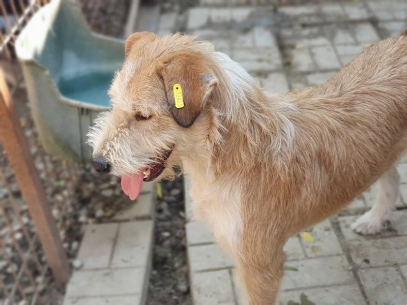 ♥CHAP♥ hübscher, ganz zutraulicher und neugieriger Gute-Laune-Hund 57 cm