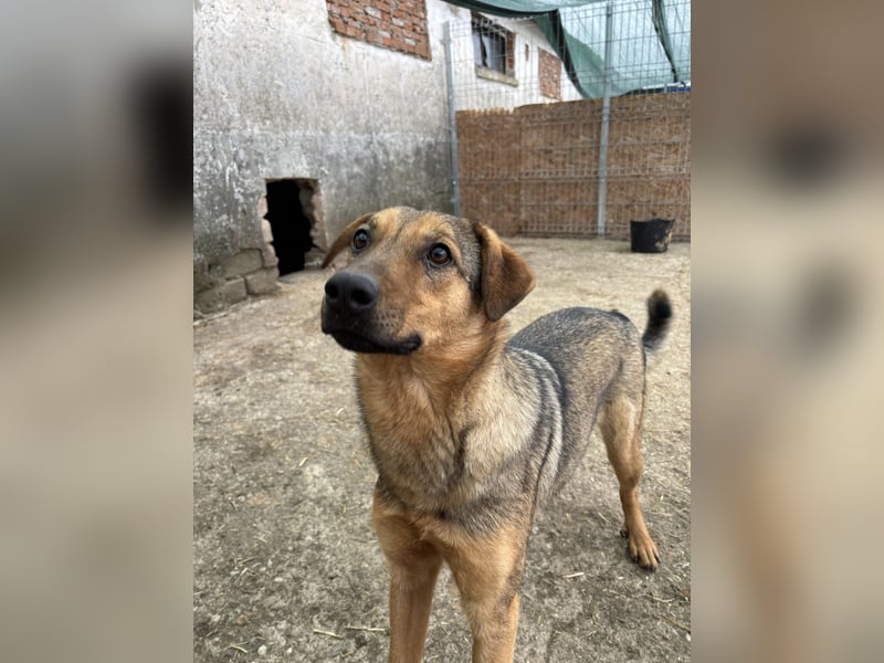 ⭐️WUMMEL⭐️, toller Hundekumpel, Rüde, 2,5 Jahre, 52 cm, Mischling, Tierschutz Rumänien