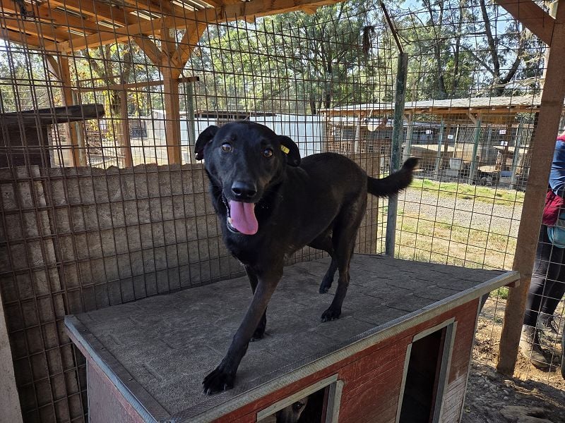 ♥DORINA♥ unglaubliche liebevolle, verschmuste Hündin, die die menschliche Nähe so vermisst 53 cm