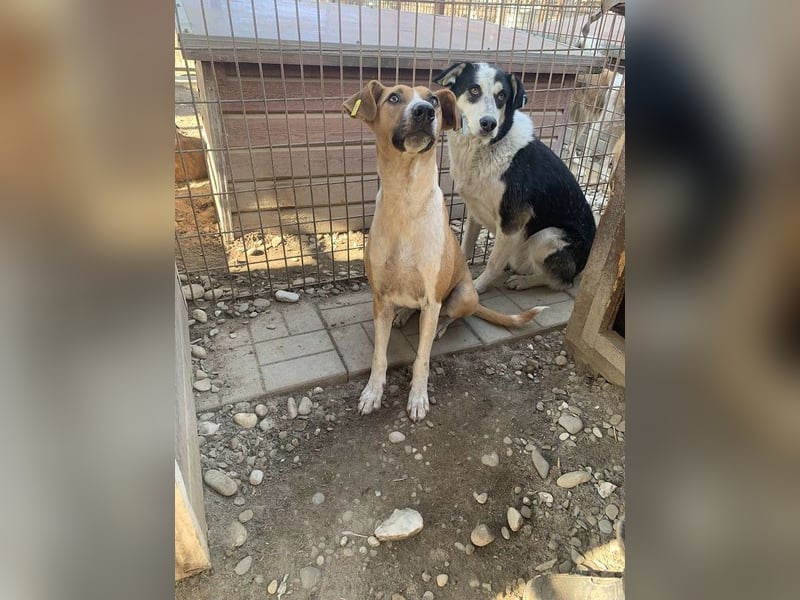 ♥OLIVIA♥ zuckersüße, sehr liebe Hündin, die im Tierheim anfangs noch vorsichtig ist 59 cm