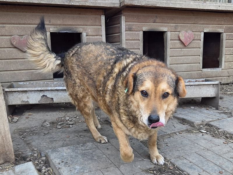 ♥BOSKO♥ verschmuster, bezaubernder, lockiger Rüde - eine echte Knutschkugel 51 cm