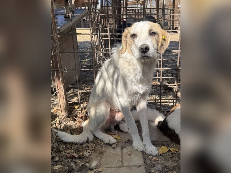 ♥MARLON♥ neu auf Pflegestelle bei Köln - lieber, zurückhaltender, zu dünner Drahthaar-Rüde 54cm