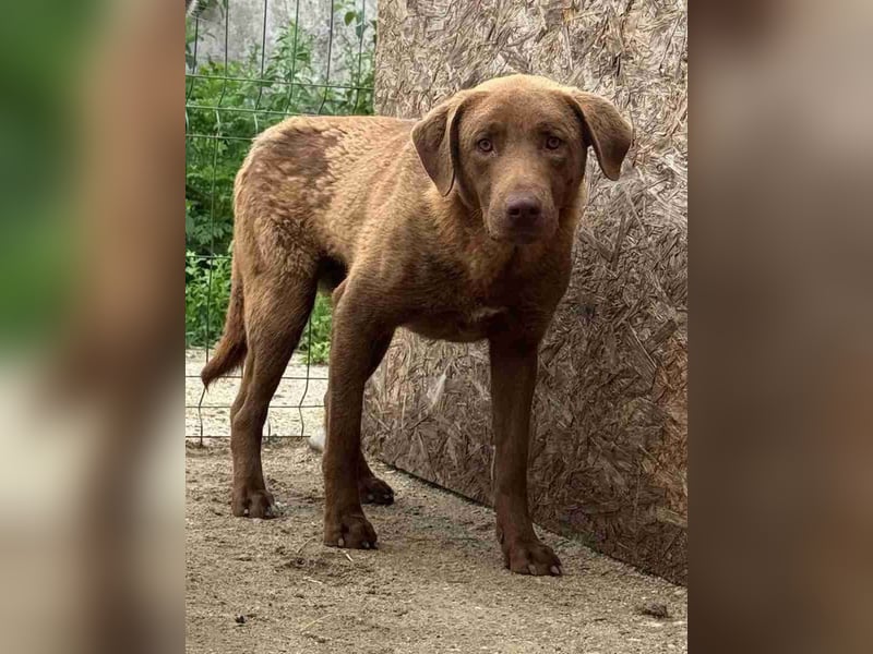 ⭐️DUKE⭐️, ängstlicher Hundejunge, 1 Jahr, 55 cm, Mischling, Tierschutz Rumänien