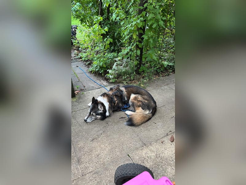 PUCKI, Husky-Border Collie-Mix, 7 Jahre, 60 cm, Pflegestelle Düsseldorf, Tierschutz