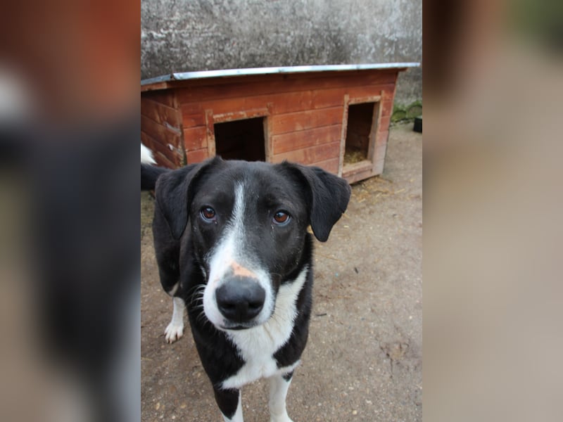 ⭐️YASIN⭐️, toller Typ, Rüde, 2,5 Jahre, 56 cm, Mischling, Tierschutz