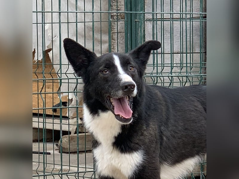 ⭐️CODI⭐️, Border Collie-Mischling, 8 Jahre, 54 cm, Mischling, Tierschutz Rumänien
