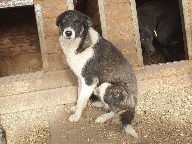 ♥RAMON♥ verschmuster, sehr menschenbezogener, ruhiger Rüde 51 cm