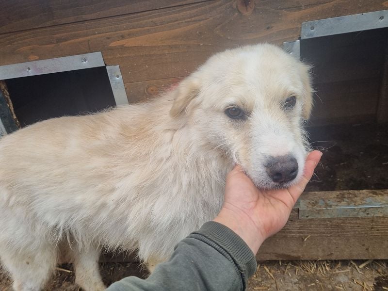 ♥TIBO♥ hübscher, süßer, sehr zutraulicher Rüde 55 cm