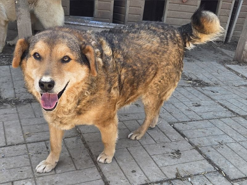 ♥BOSKO♥ verschmuster, bezaubernder, lockiger Rüde - eine echte Knutschkugel 51 cm