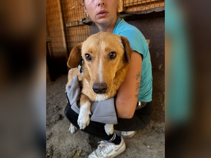 ♥RONJA♥ süße, stille, zarte Seele, der der Stress im Tierheim sichtlich zusetzt 50-55 cm