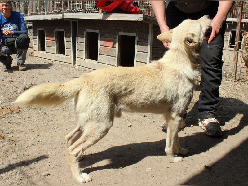♥TIMMY♥ wunderbarer, lieber netter Rüde, der uns Menschen richtig gern mag 51 cm