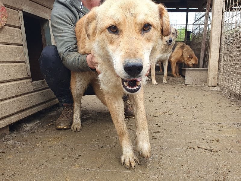 ♥NAEMI♥ ganz aufgeschlossene, verspielte, witzige Hündin 53 cm - ein echter Sonnenschein