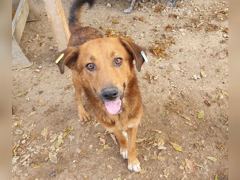 ♥GINO♥ 53 cm; Wer einen aufgeschlossenen, lebensfrohen Rüden sucht, ist bei Gino genau richtig