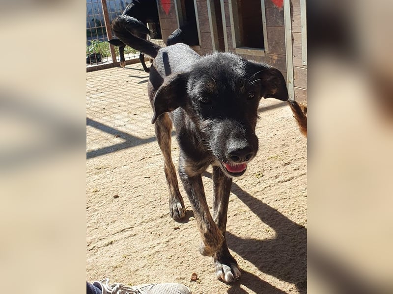 ♥GINGER♥ verspielte, sportliche, leider zu dünne, tolle Junghündin voller Lebenslust - mittelgroß