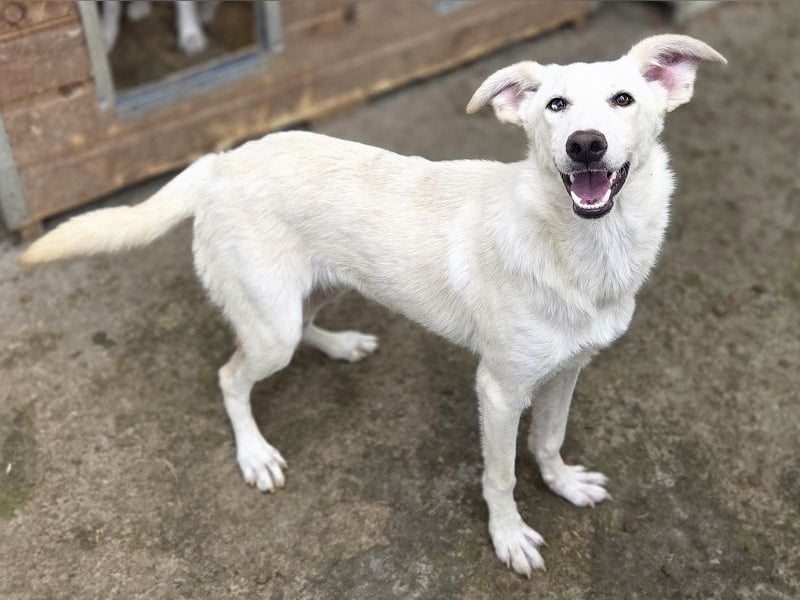 ♥BIANCA♥ fröhliche, verspielte und verschmuste Junghündin, die sich nach Zuwendung sehnt 55 cm