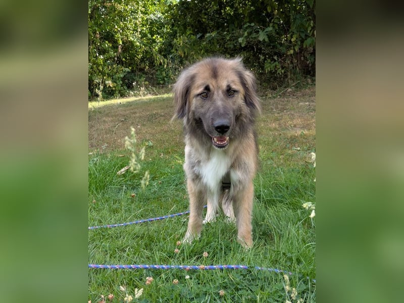 ♥TRUFFLES♥ neu auf Pflegestelle bei Köln - bildschöner, sehr menschenbezogener Herdenschutzrüde 58cm