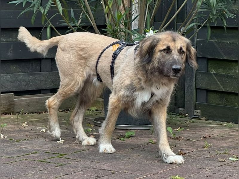 ♥TRUFFLES♥ auf Pflegestelle bei Köln - bildschöner, sehr menschenbezogener Rüde 58cm