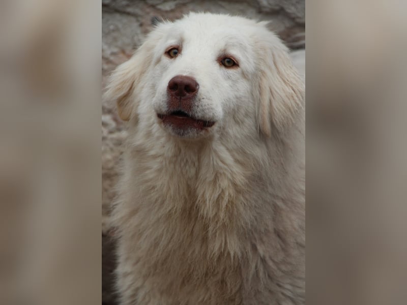 ⭐️DEXI⭐️, schüchterne Schönheit, Hündin, 1,5 Jahre, ca. 55cm, Mischling, Tierschutz Rumänien