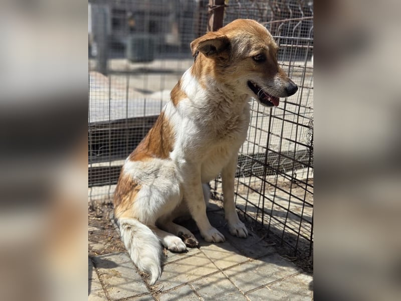 ♥SALINA♥ hübsche, so liebenswerte, sensible Hündin, die unglaubliche 5 Jahre im Tierheim wartet 56cm