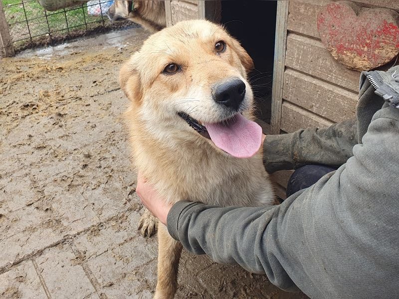 ♥NAEMI♥ ganz aufgeschlossene, verspielte, witzige Hündin 53 cm - ein echter Sonnenschein