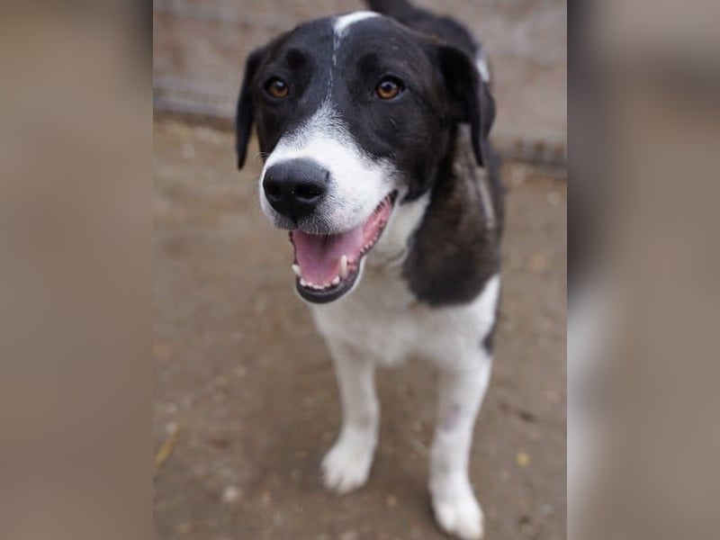 ⭐️SKIZZO⭐️, lieber Hundejunge, Rüde, 1 Jahr, 53 cm, Mischling, Tierschutz Rumänien