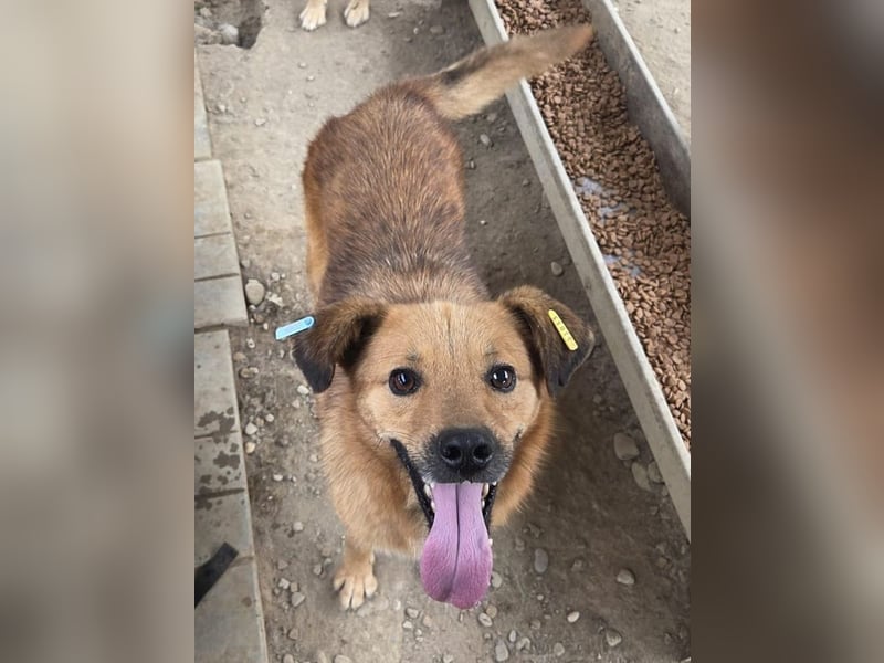 ♥JAKOB♥ süßer, anhänglicher Rüde voller Emotionen, der so viel Herz und Lebensfreude hat 56 cm