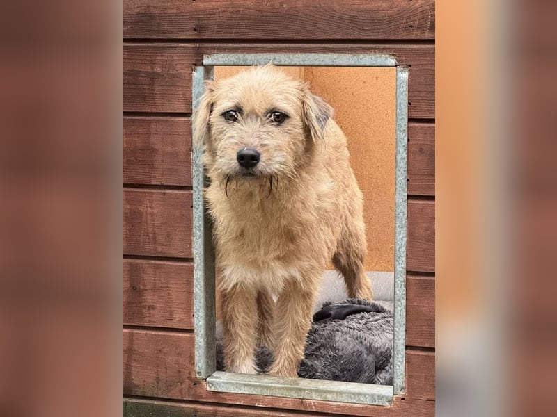 ♥CONNY♥ neu auf Pflegestelle bei Köln - zuckersüße, verschmuste, sensible Hündin 55 cm