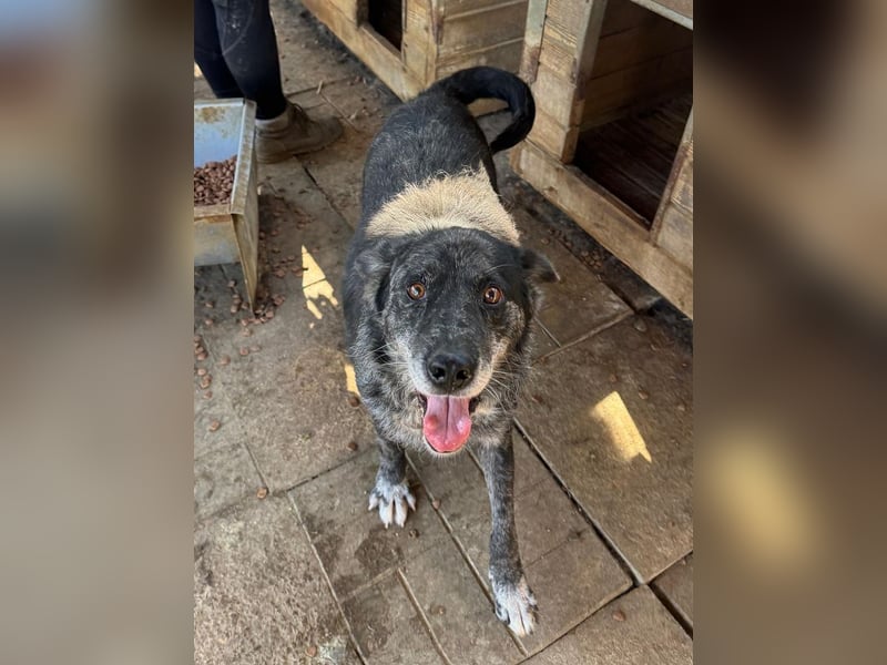 ♥JACKO♥ unglaublich lieber und menschenbezogener Senior, der schon 4 Jahre im Tierheim wartet 53 cm