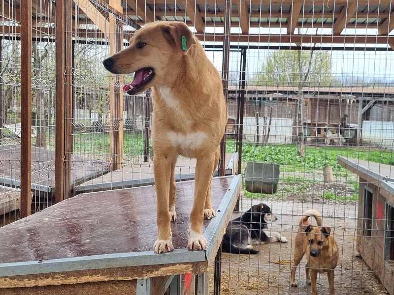 ♥LUCIA♥ süße, zarte Hündin, die vom Tierheimleben eingeschüchtert ist 54 cm