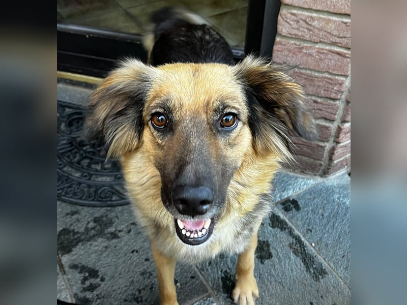 DIANA, coole Begleiterin, 4 Jahre, 55 cm, Pflegestelle Duisburg, Tierschutz Rumänien