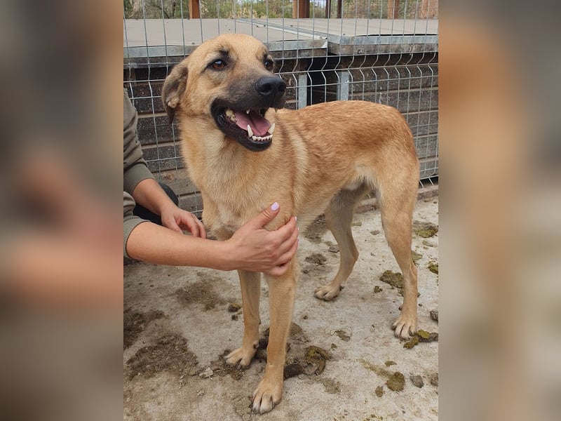 ♥MIRO♥ wunderschöner, ganz liebenswerter Schatz, der sicher schnell Vertrauen fasst 57 cm