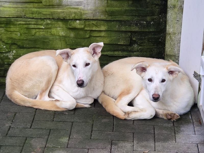 ♥SINA♥ auf Pflegestelle bei Köln - zuckersüße, ganz liebe, noch unsichere Juniorin 59 cm