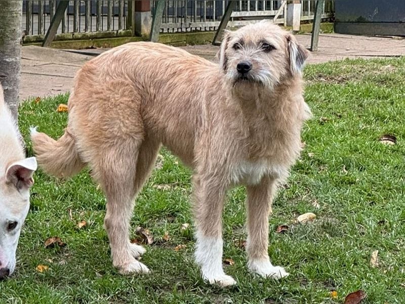 ♥CONNY♥ neu auf Pflegestelle bei Köln - zuckersüße, verschmuste, sensible Hündin 55 cm