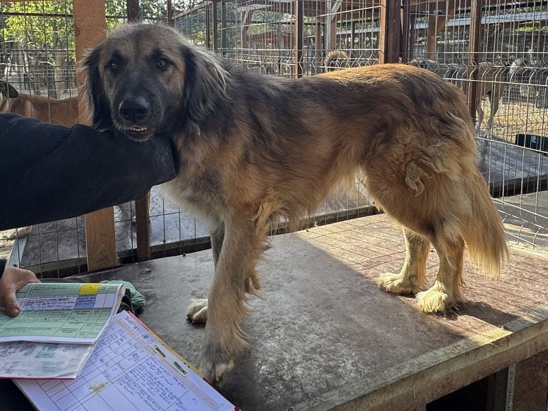 ♥TRUFFLES♥ wunderschöner, verschmuster,sanfter, anhänglicher Herdenschutzrüde mit längerem Fell 59cm