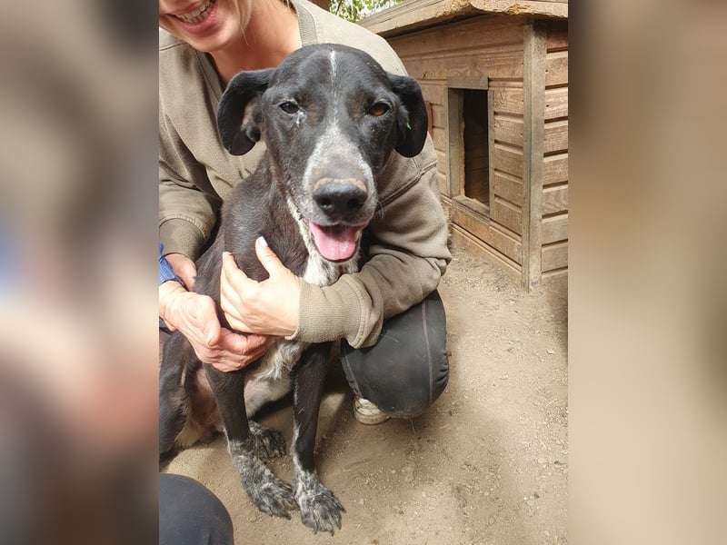 NOTFALL ♥AYLA♥ sehr menschenbezogene, bewegungsfreudige, viel zu dünne Junghündin 54 cm