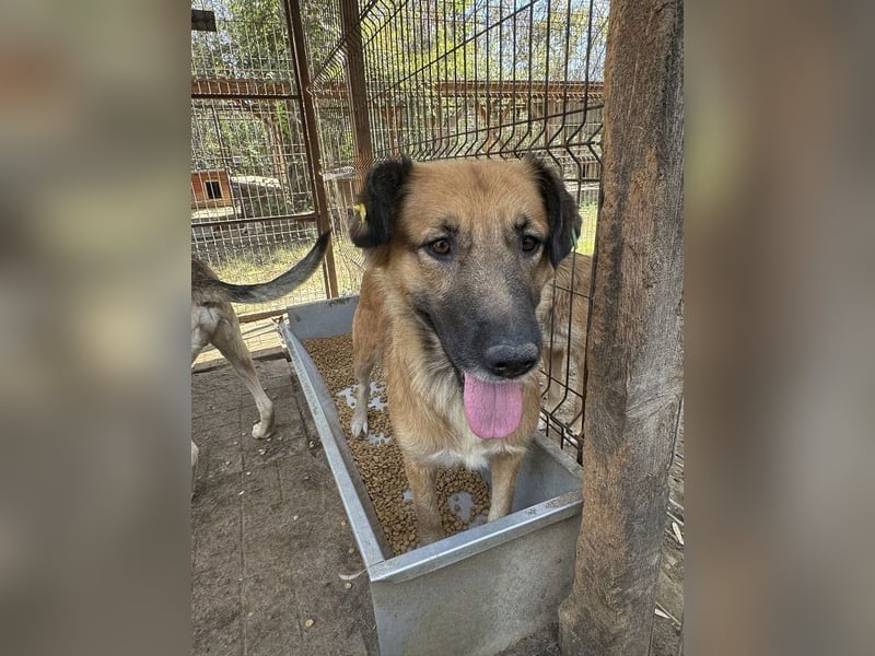 ♥TANJA♥ ganz liebe, aufgeschlossene Hündin mit fuchsrotem Fell 54 cm