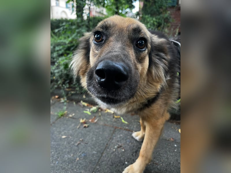 DIANA, coole Begleiterin, 4 Jahre, 55 cm, Pflegestelle Duisburg, Tierschutz Rumänien
